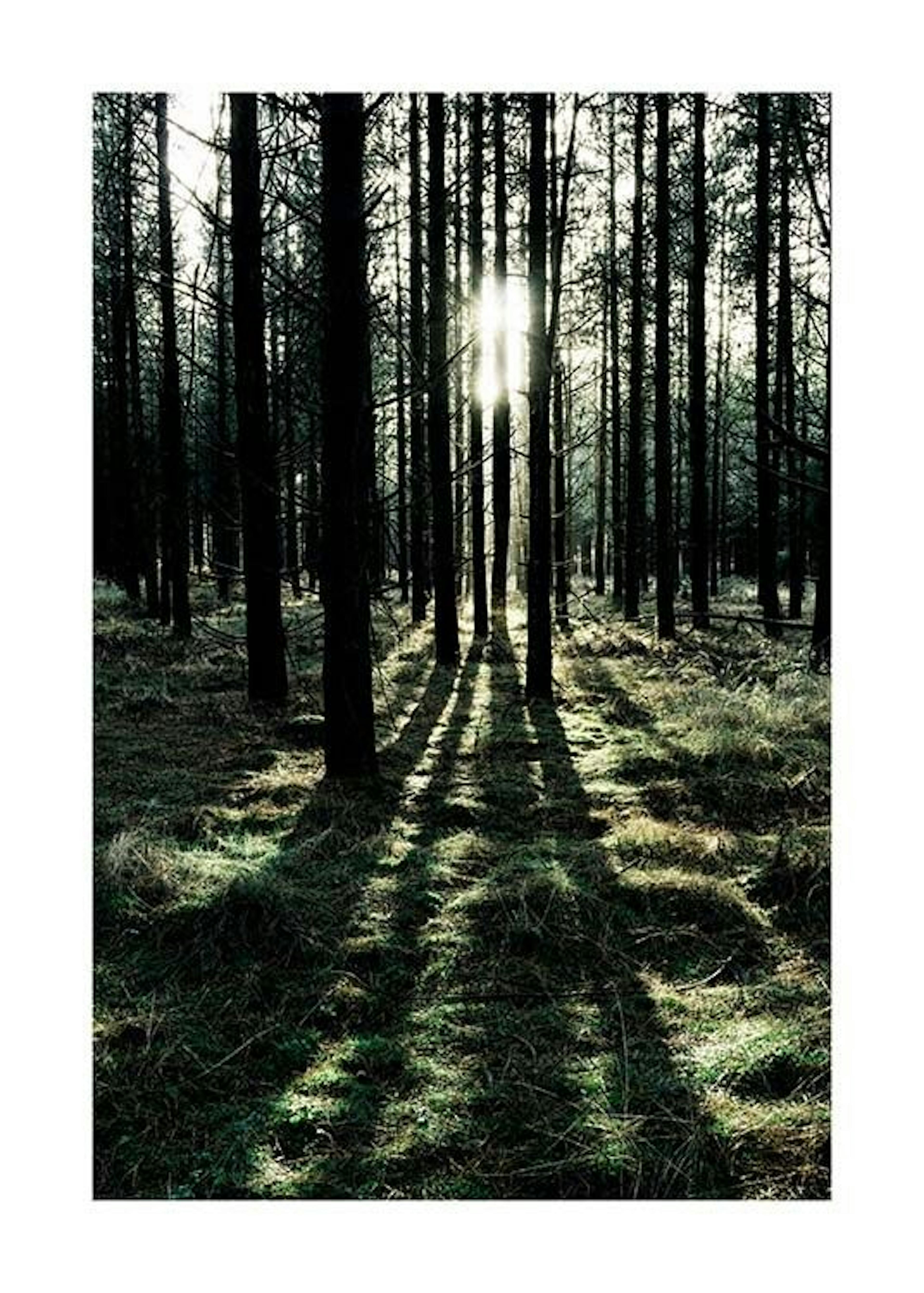 Sunlight In Forest Print