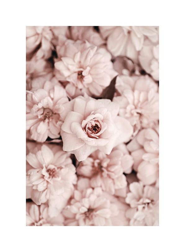 Bed Of Flowers Plakat (50x70 cm)- Plakaty z kwiatami