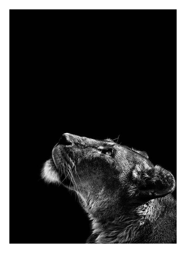 Lioness Poster (50x70 cm)
