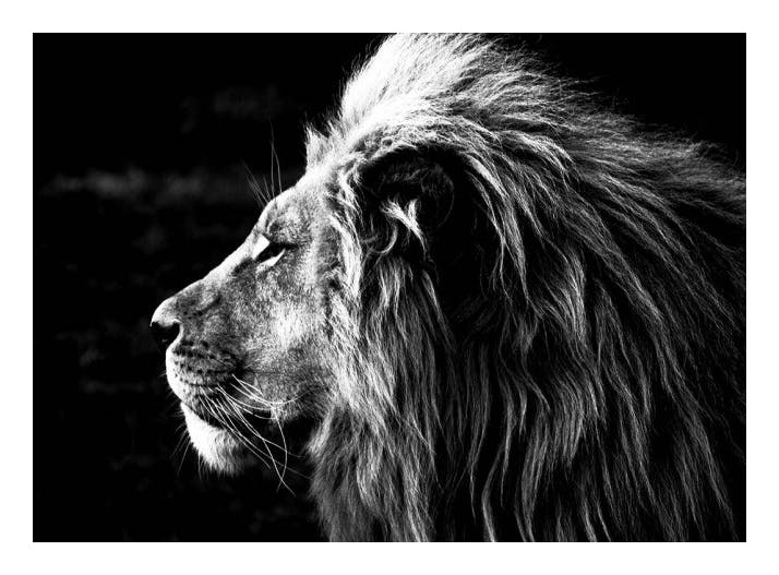 Lion B&W Poster (30x40 cm) - Zwart wit posters