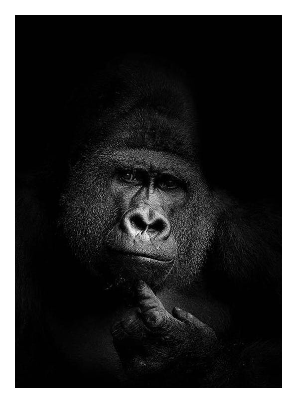 Gorilla B&W Print (70x100 cm)
