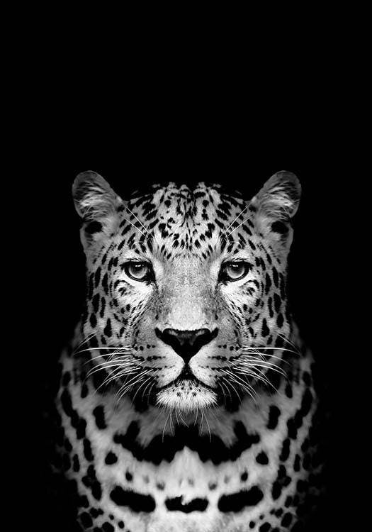 Leopard B&W 포스터 0