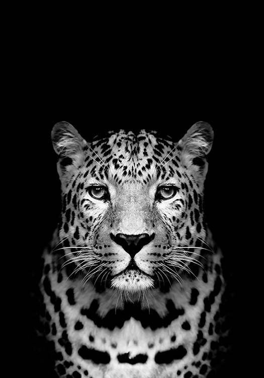 Leopard B&W Affiche 0