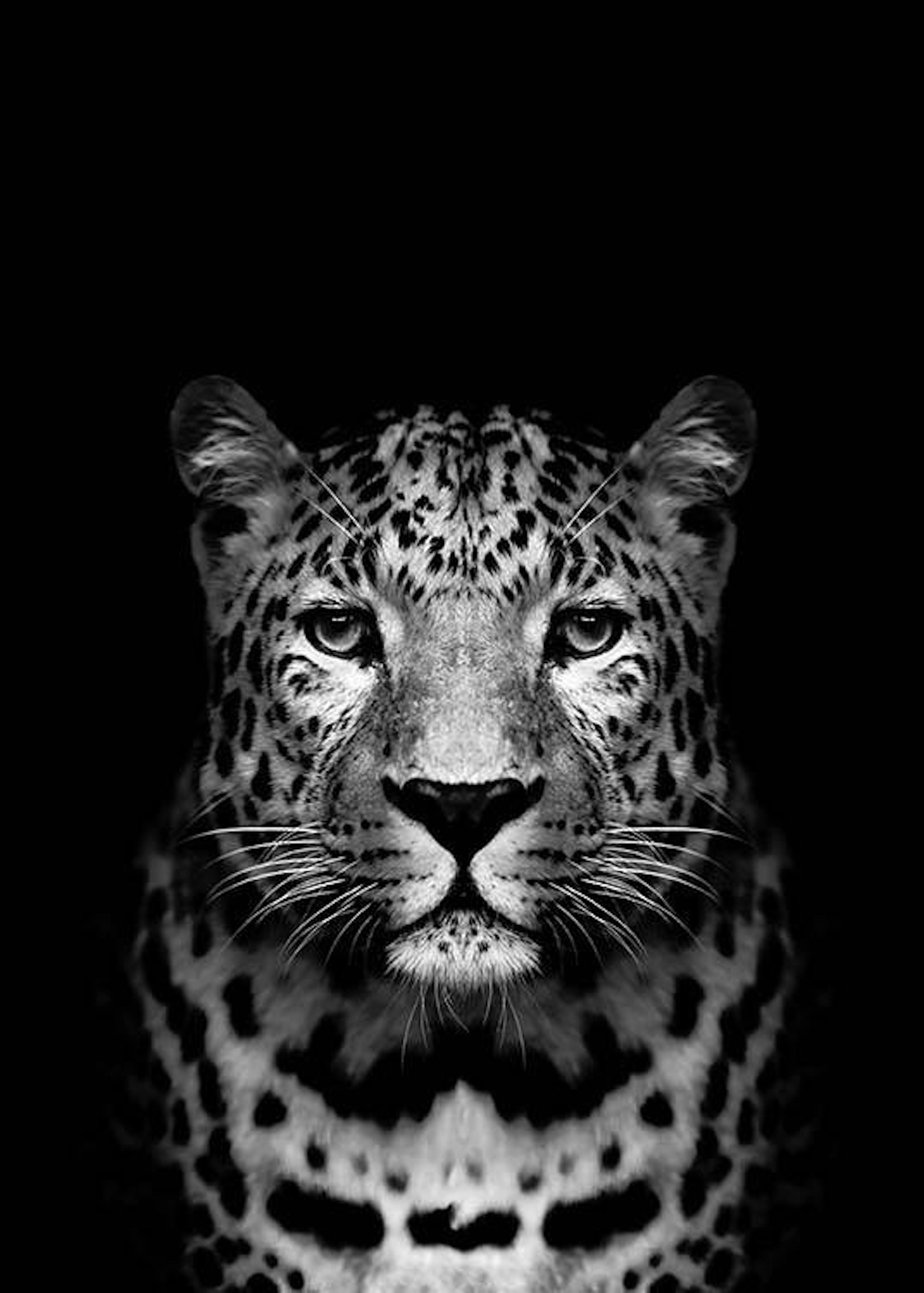 Leopard B&W Poster