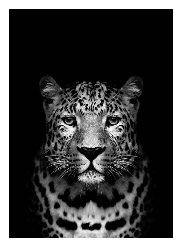 Leopard B&W Poster (30x40 cm) - Zwart wit posters