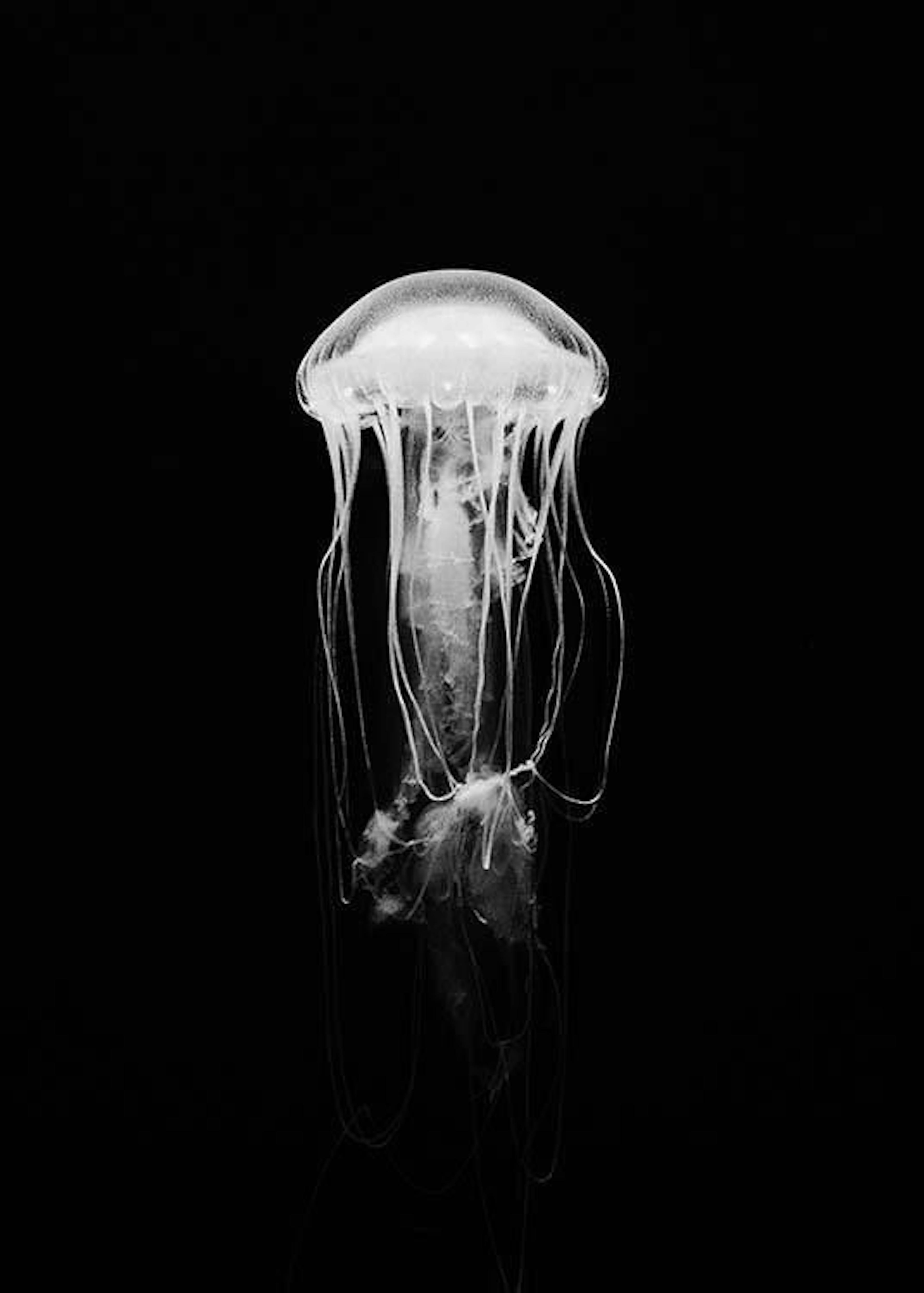 Jellyfish B&W Print 0