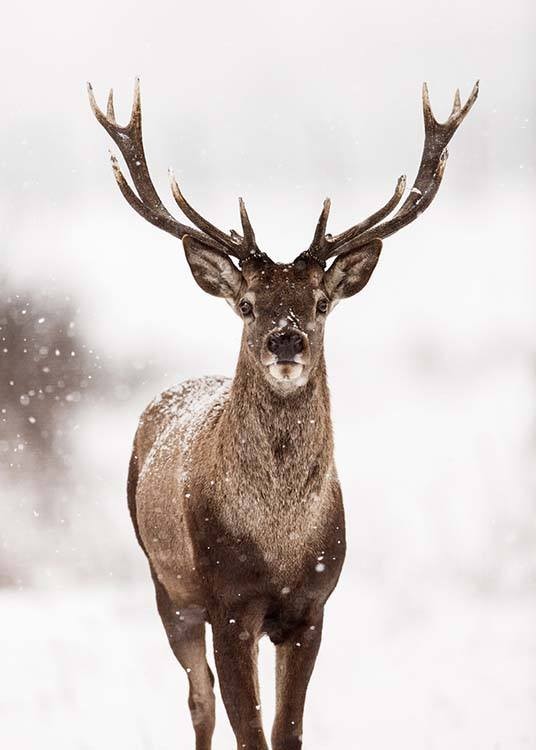 Deer Winter Landscape Schnee - Poster im Hirsch