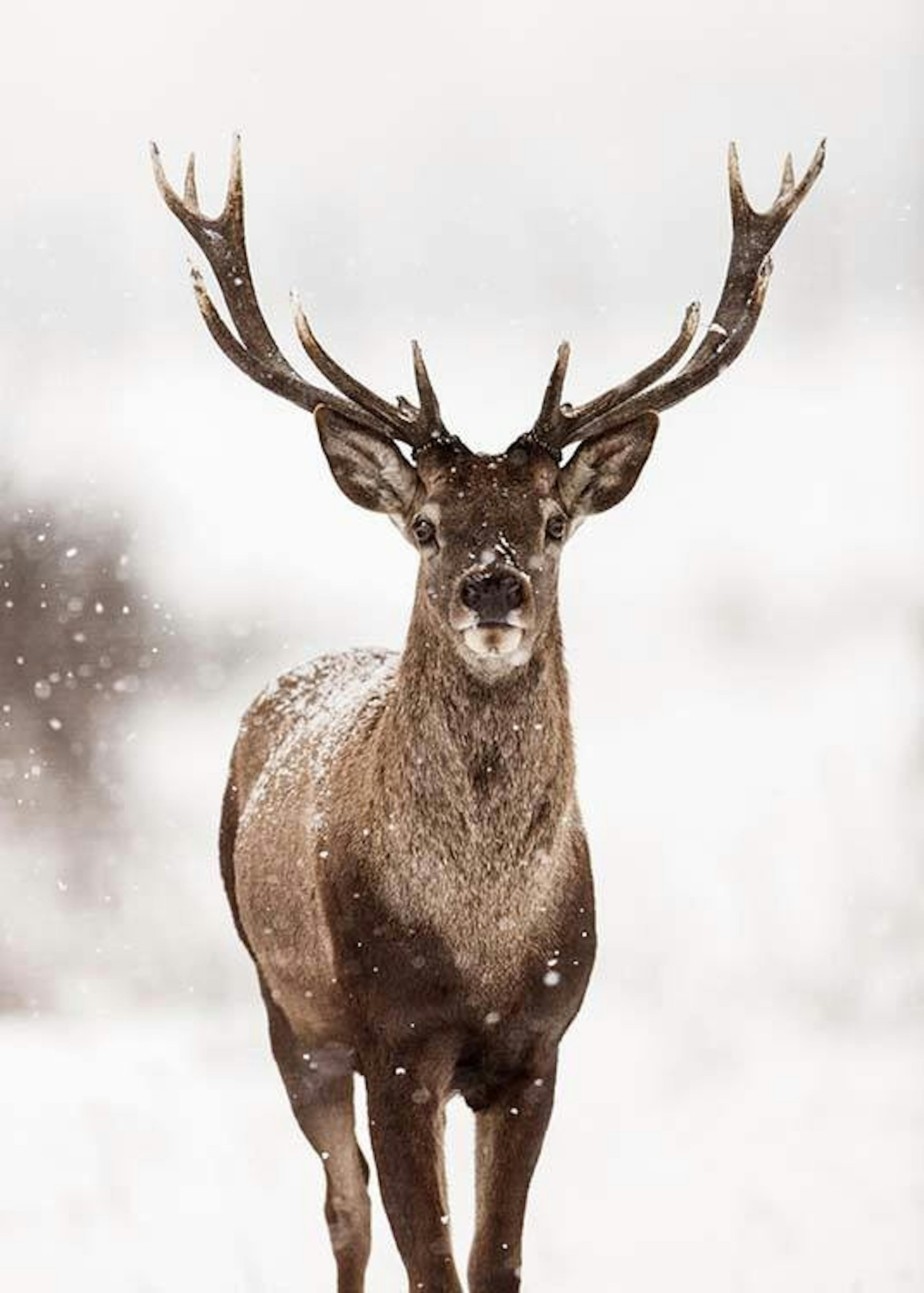 Deer Winter Landscape Print 0