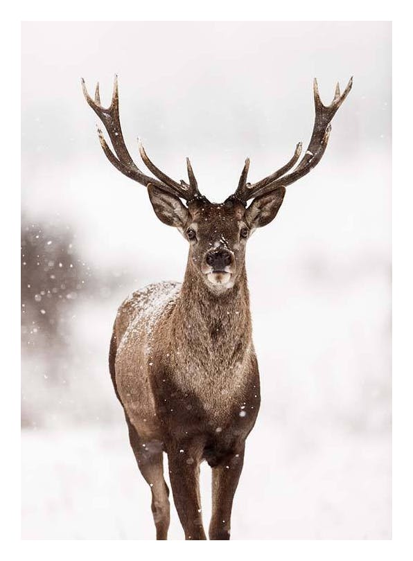 Deer Winter Landscape Affiche (30x40 cm) - Tableaux d'animaux sauvages