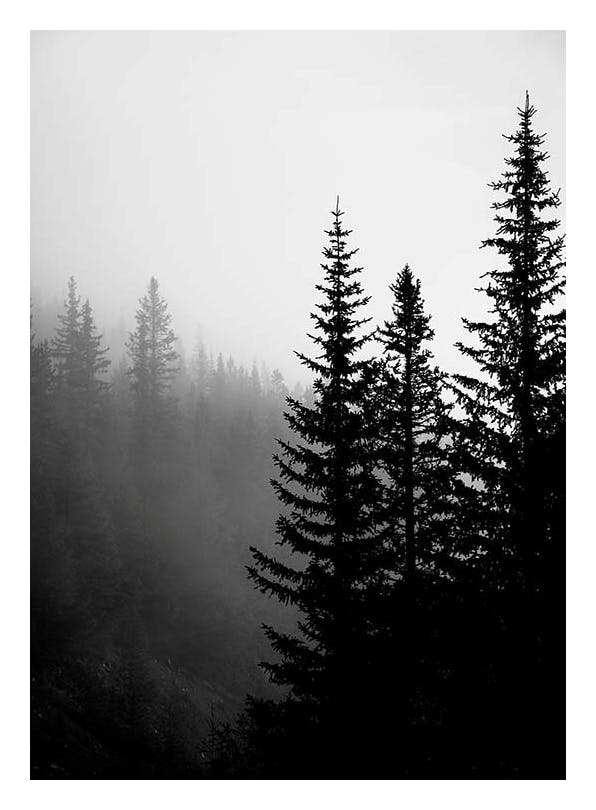 Tree Tops B&W Affiche (30x40 cm) - Affiches noir et blanc