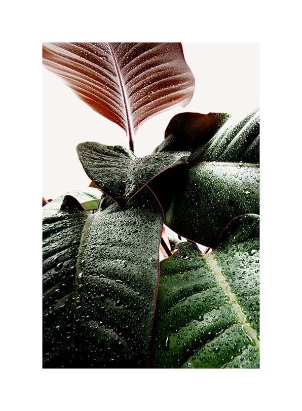 Wet Rubber Leaf One Affiche (50x70 cm) - Photographies