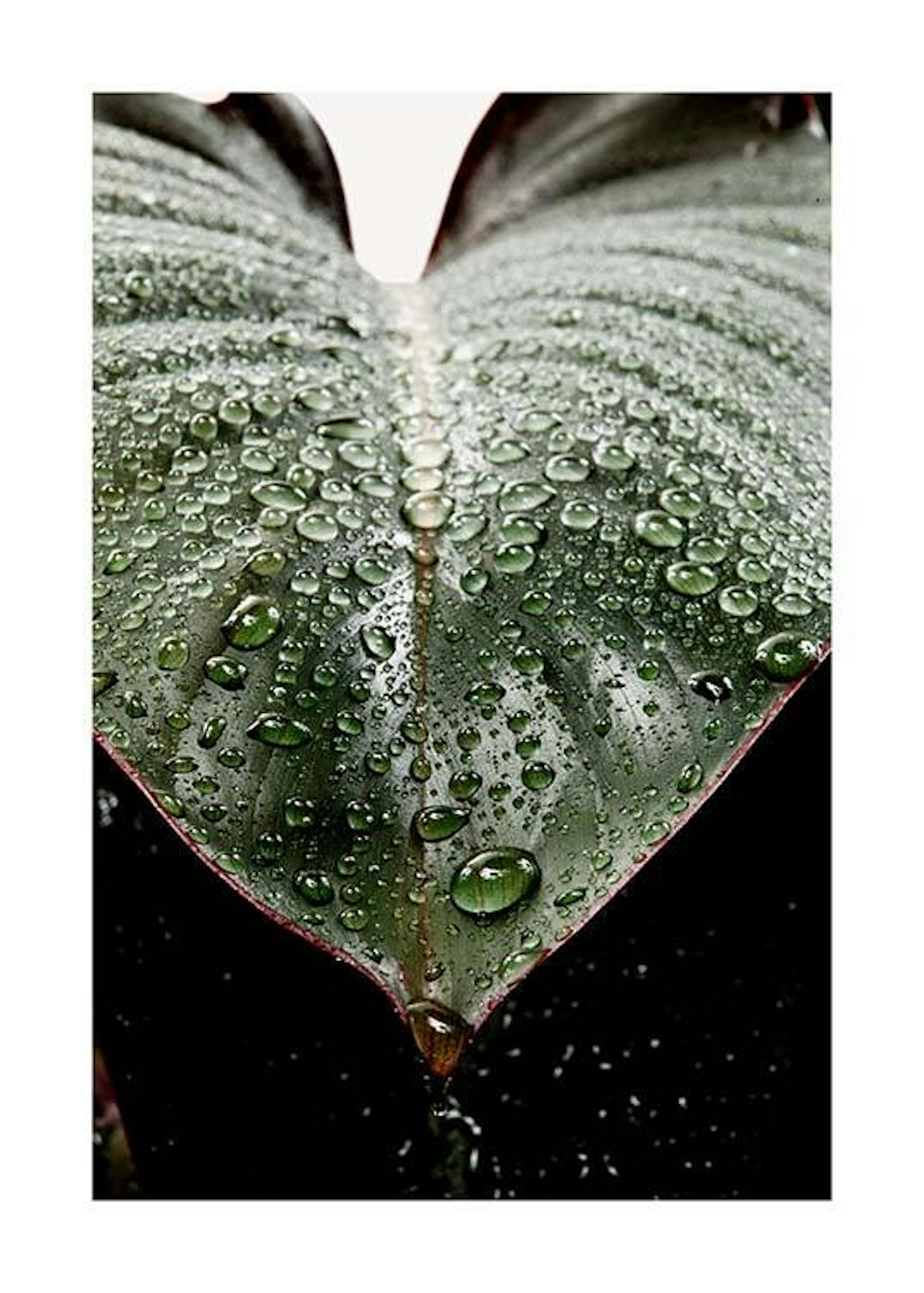 Wet Rubber Leaf Two Affiche