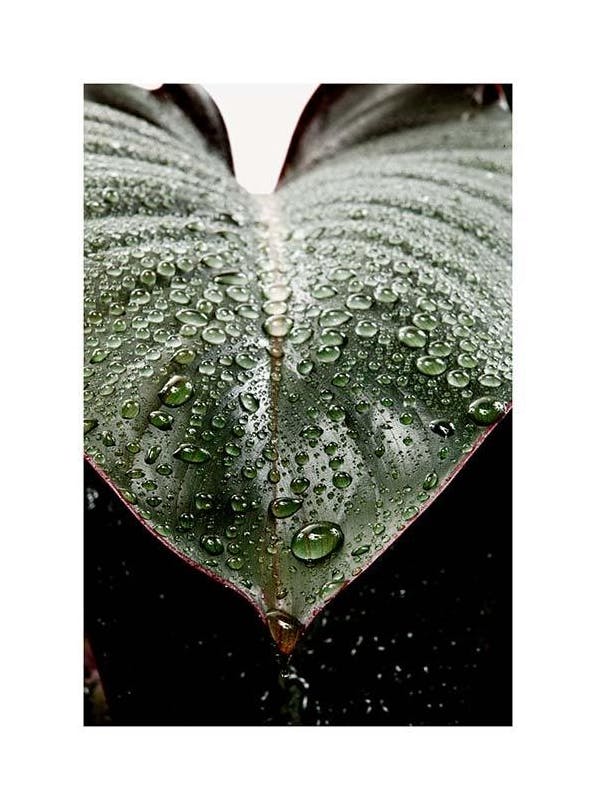 Wet Rubber Leaf Two Poster (30x40 cm)