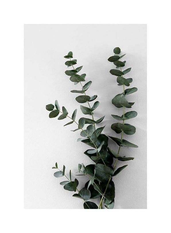 Eucalyptus Branch Two Plakat (21x30 cm)- Fotografia