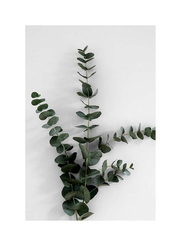 Eucalyptus Branch Three Poster (50x70 cm) - Fotokunst