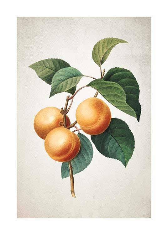 Apricot 포스터 0