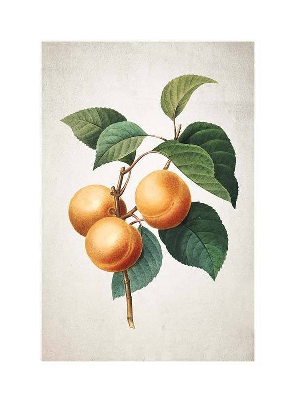 Apricot Plakat (50x70 cm) - Plakater > Kjøkkenplakater