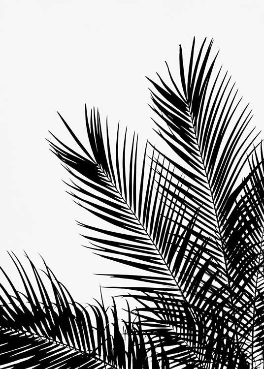 Black Palm Tree One Juliste 0