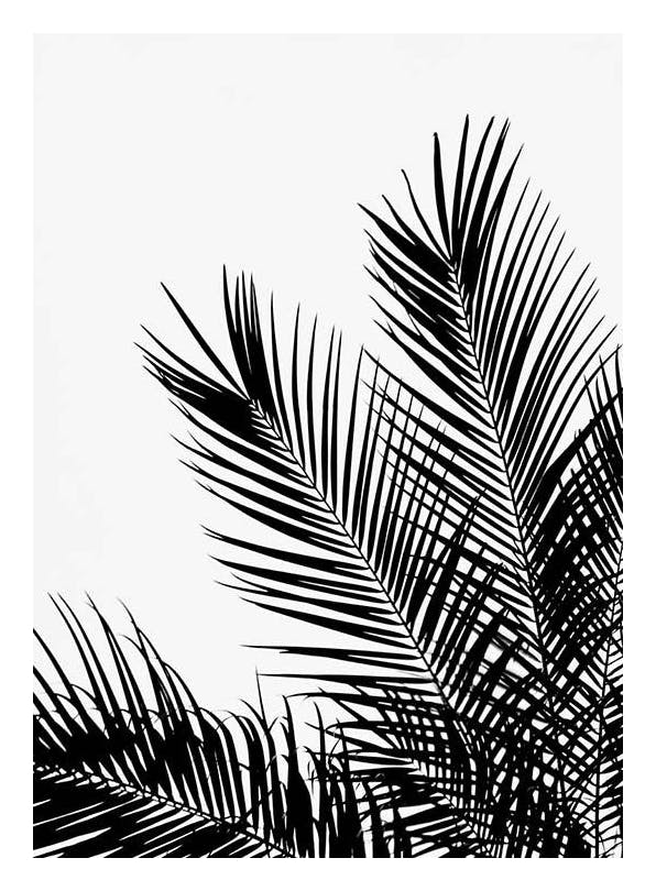 Black Palm Tree One Poster (50x70 cm)- Quadros a preto e branco