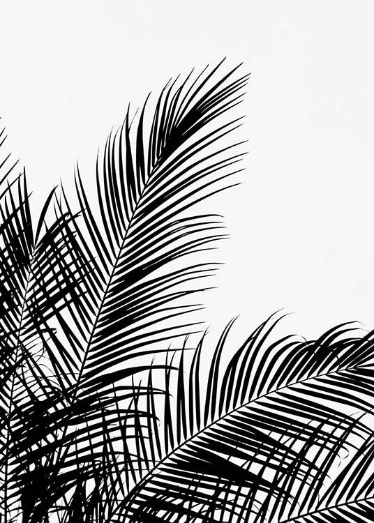 Black Palm Tree Two Poster 0