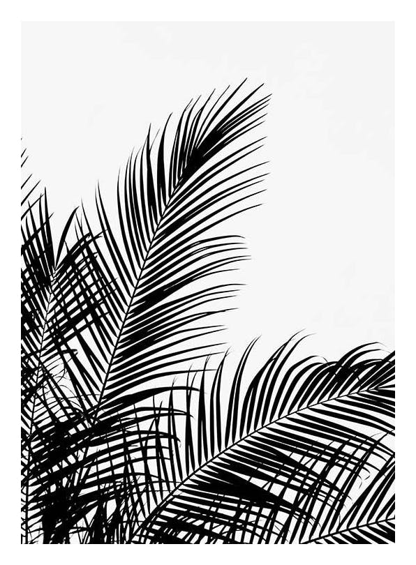 Prints - Black Palm Tree Two Print (50x70 cm) - Black & white prints