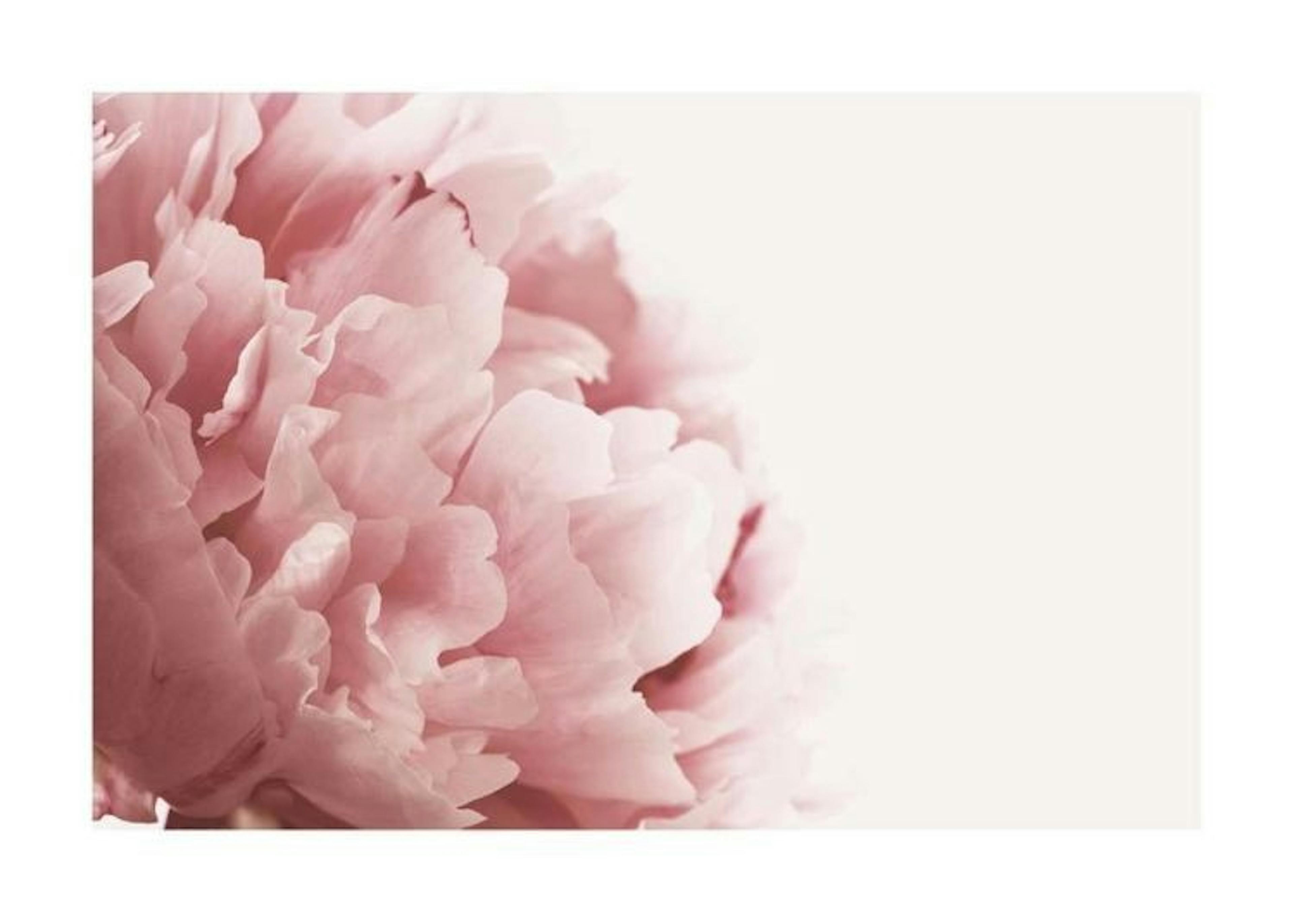 Pink Peony Close Up Plakat 0