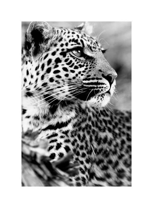 Leopard Affiche (30x40 cm) - Affiches noir et blanc