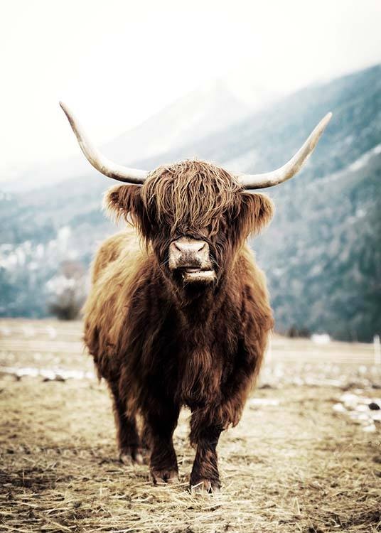 Highland Cattle On Field Poster - Highland-Kuh