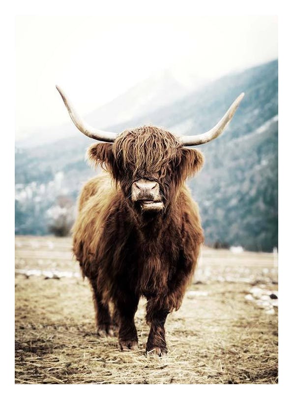Prints - Highland Cattle on Field (70x100 cm) - Animal art prints
