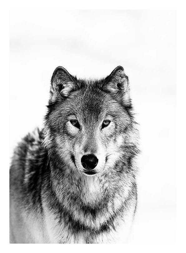 Prints - Wolf B&W Print (50x70 cm) - Black & white prints
