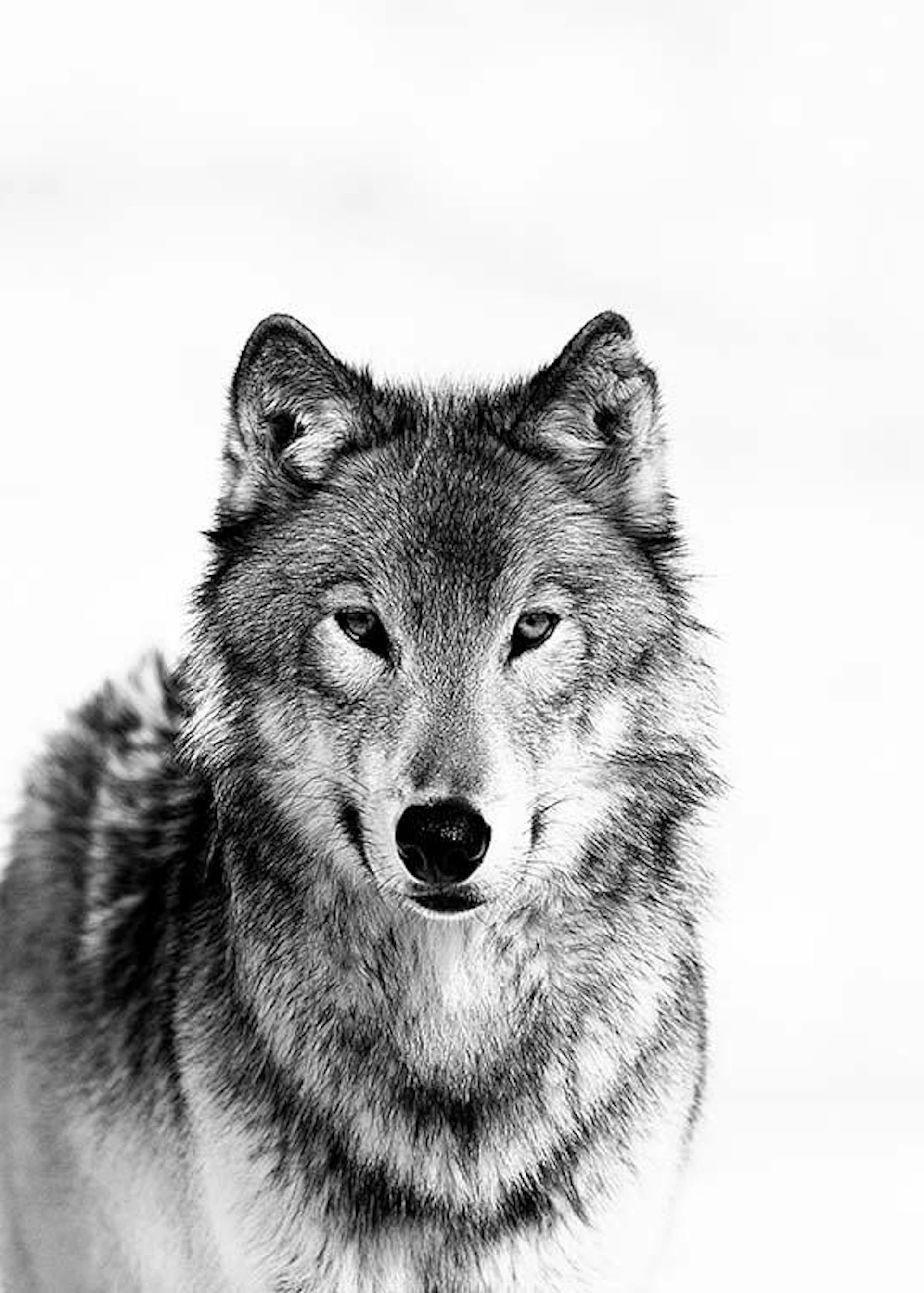 Eläinjulisteet | Taulut eläinaiheilla | Desenio.fi