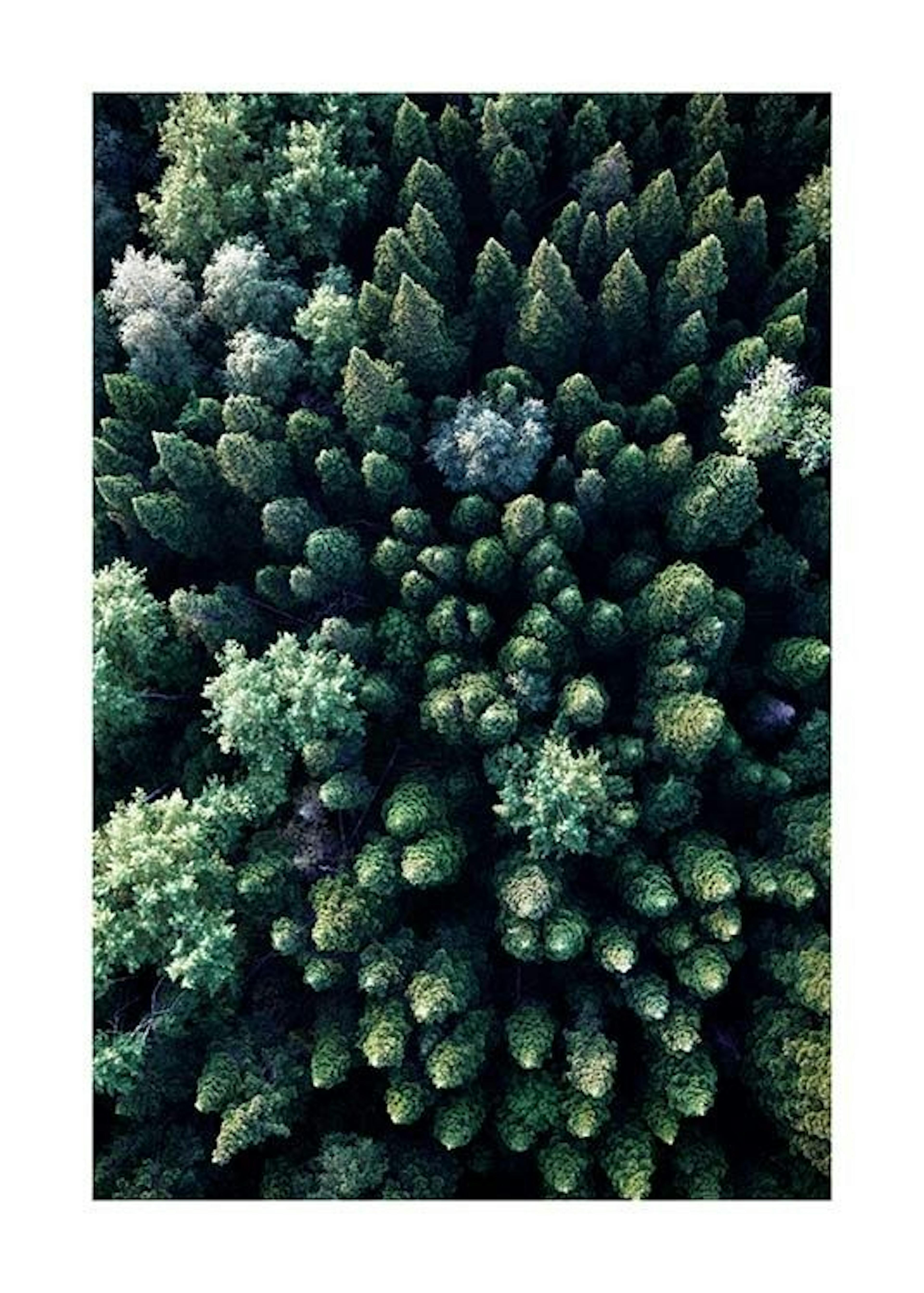 Forest Aerial Print