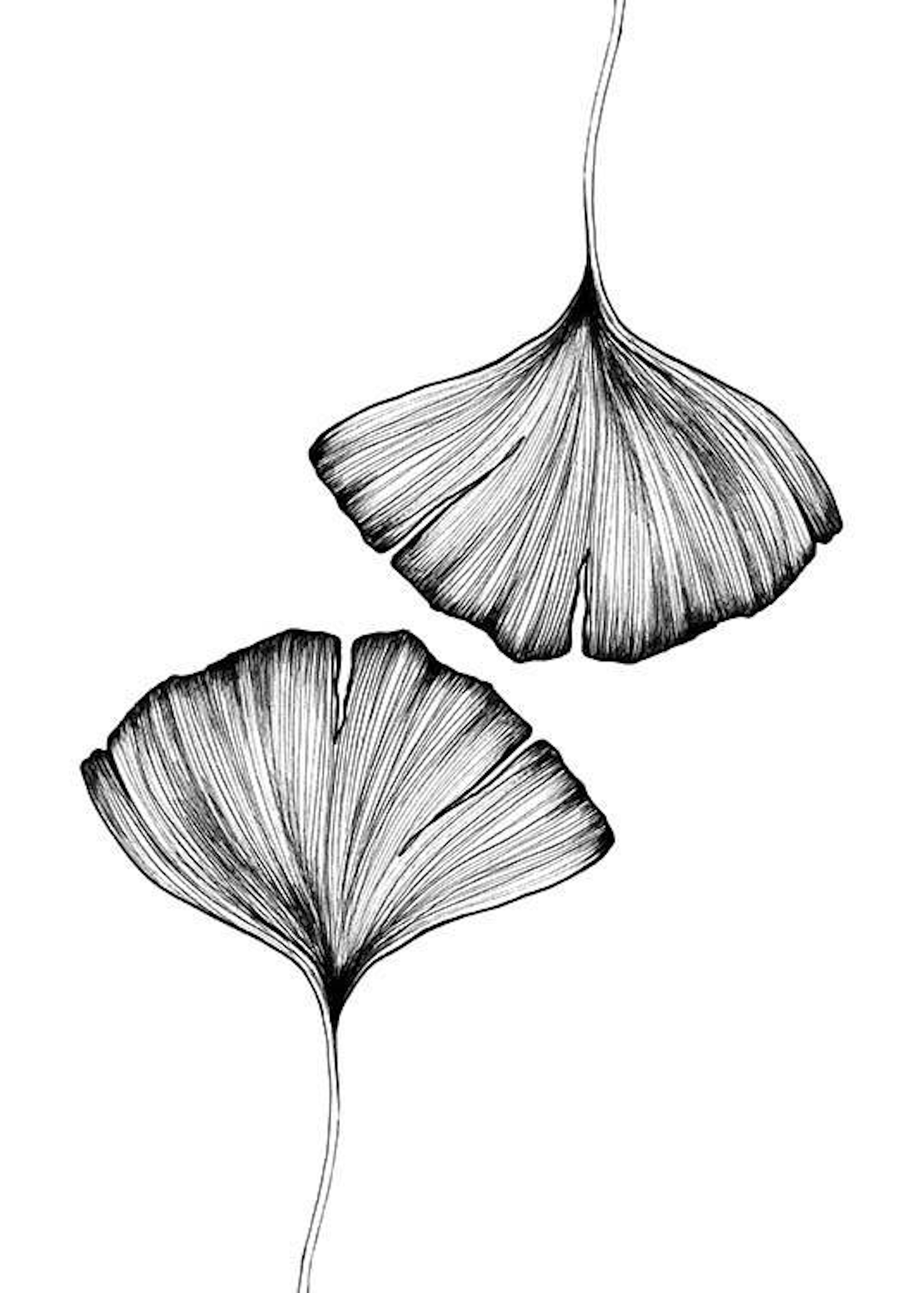 Ginkgo Leaves Affiche 0