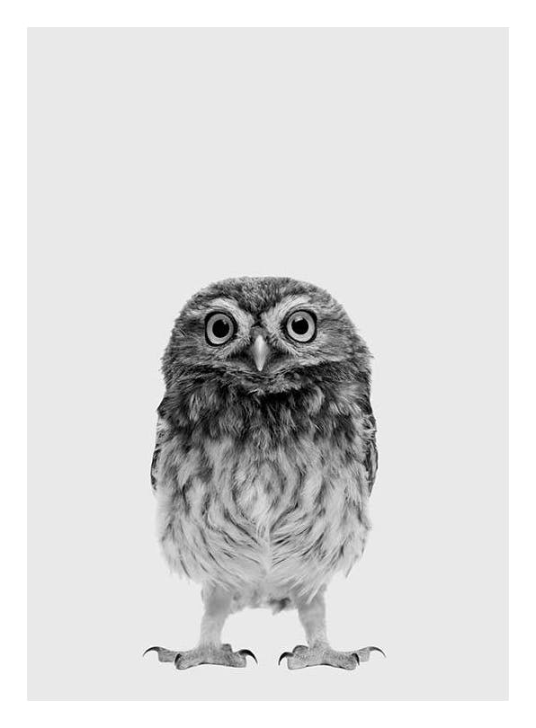 The Little Owl Plagát (21x30 cm)