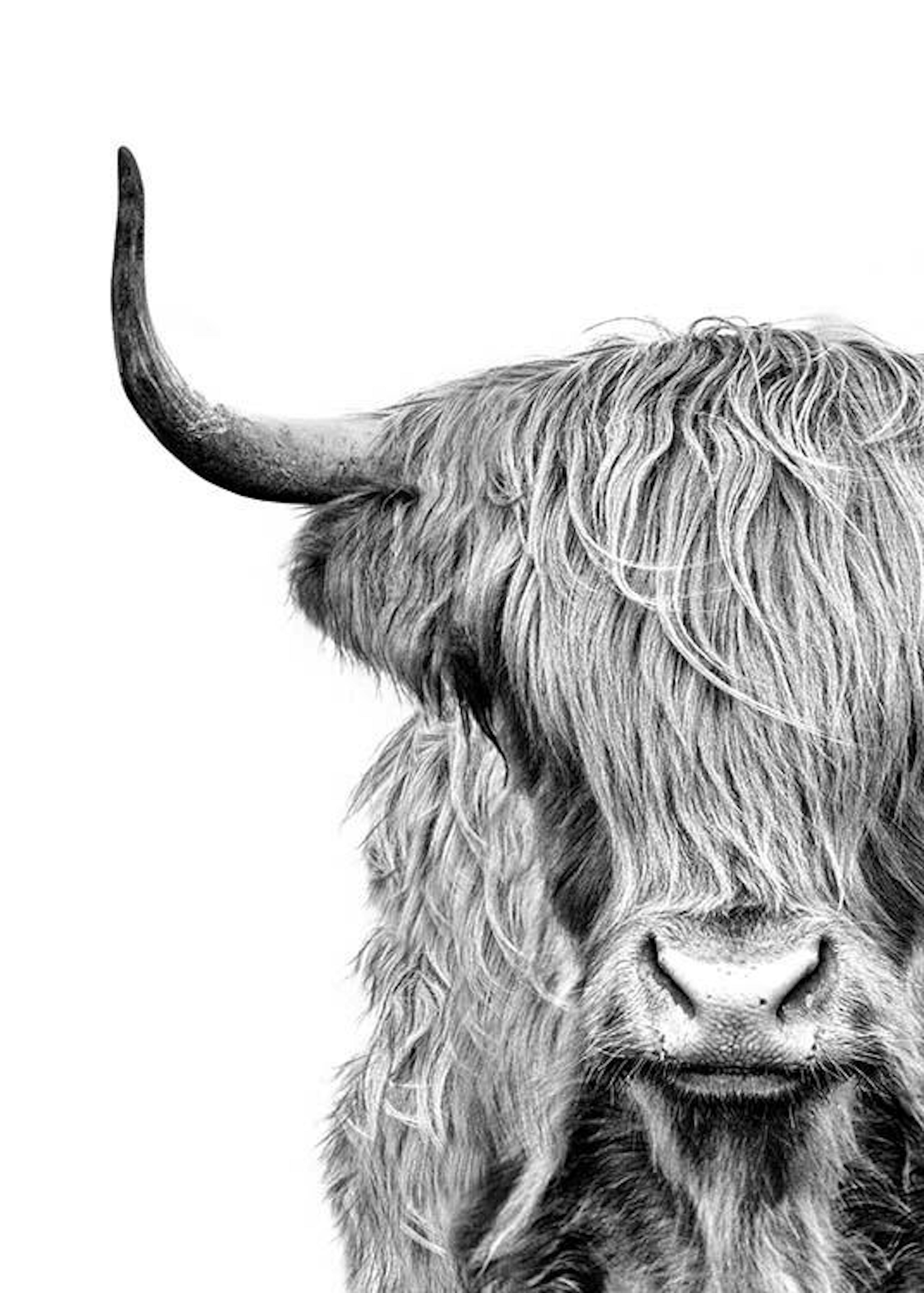 Highland Cow Close Up Print