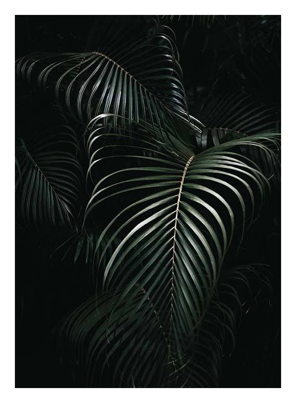 Dark Green Palm Leaves No1 Poster (50x70 cm)