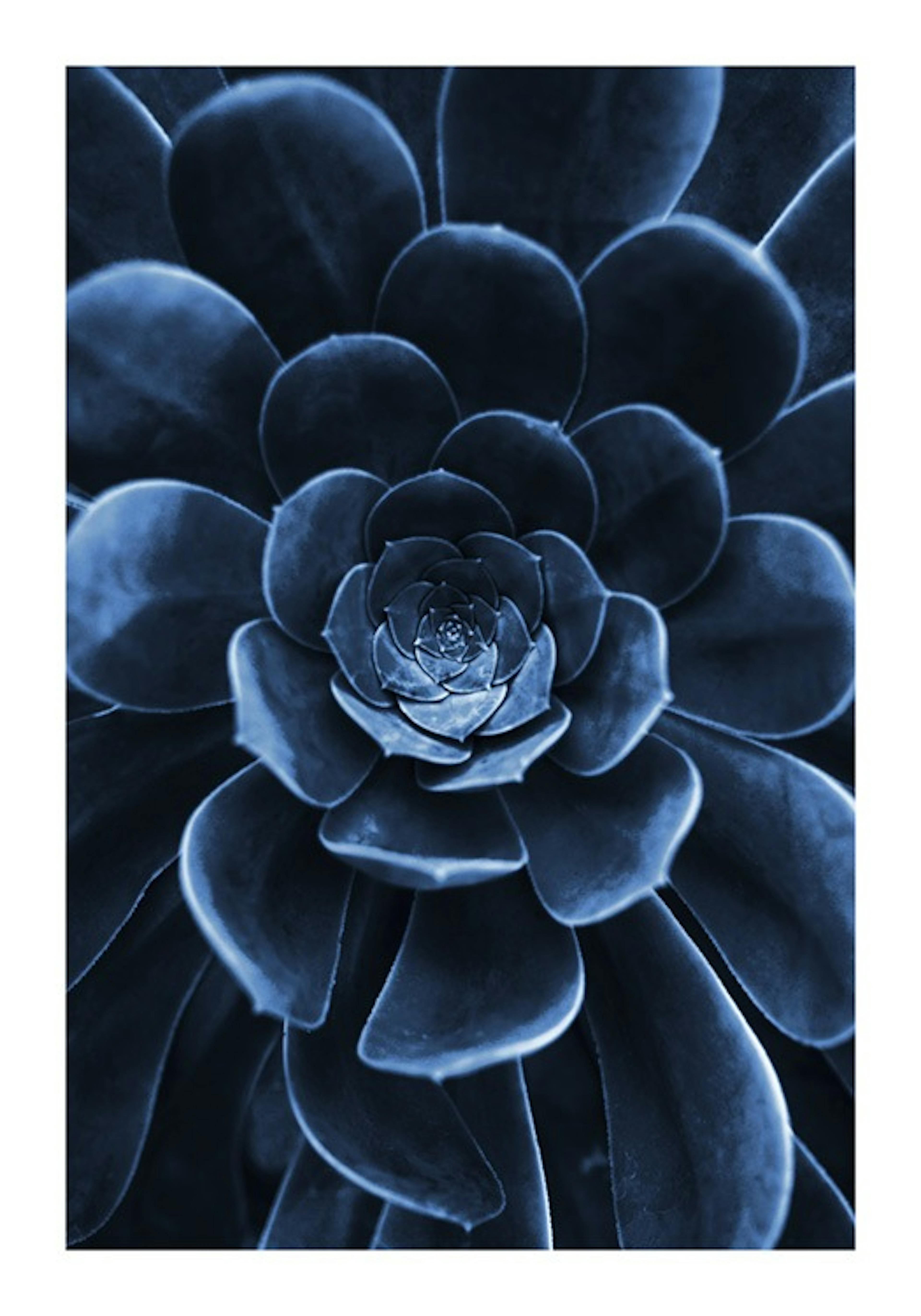 Blue Succulent Print 0