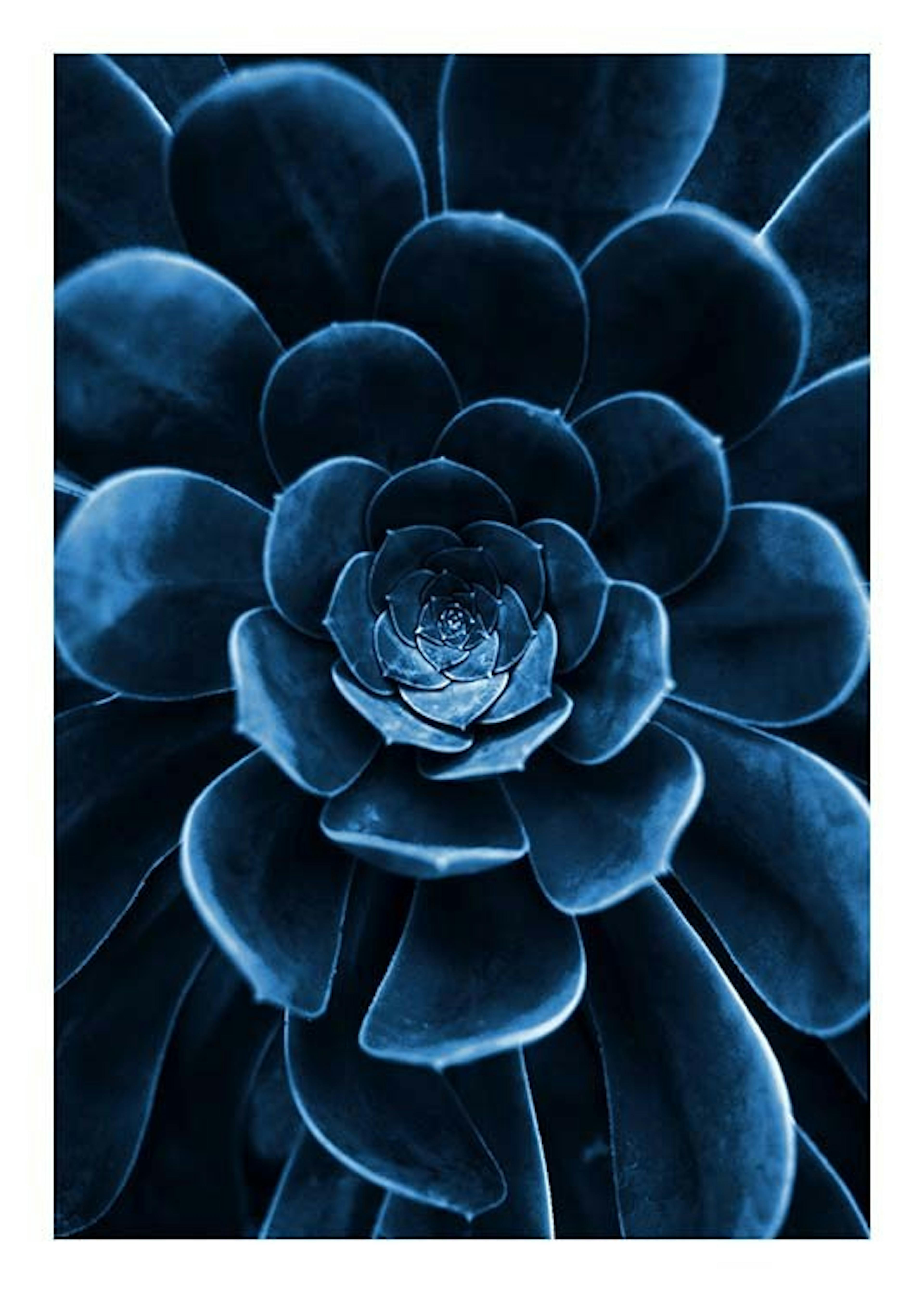 Blue Succulent Poster 0