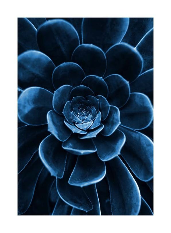 Blue Succulent Poster (21x30 cm)