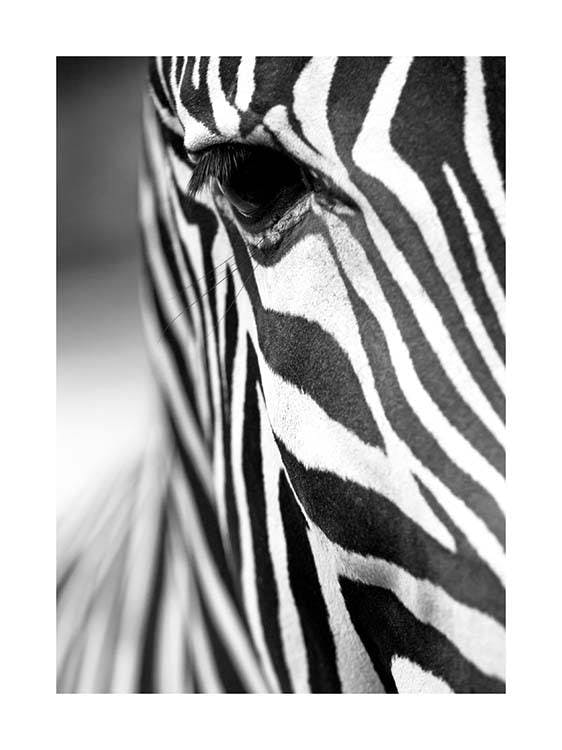 Zebra Close Up Poster 0