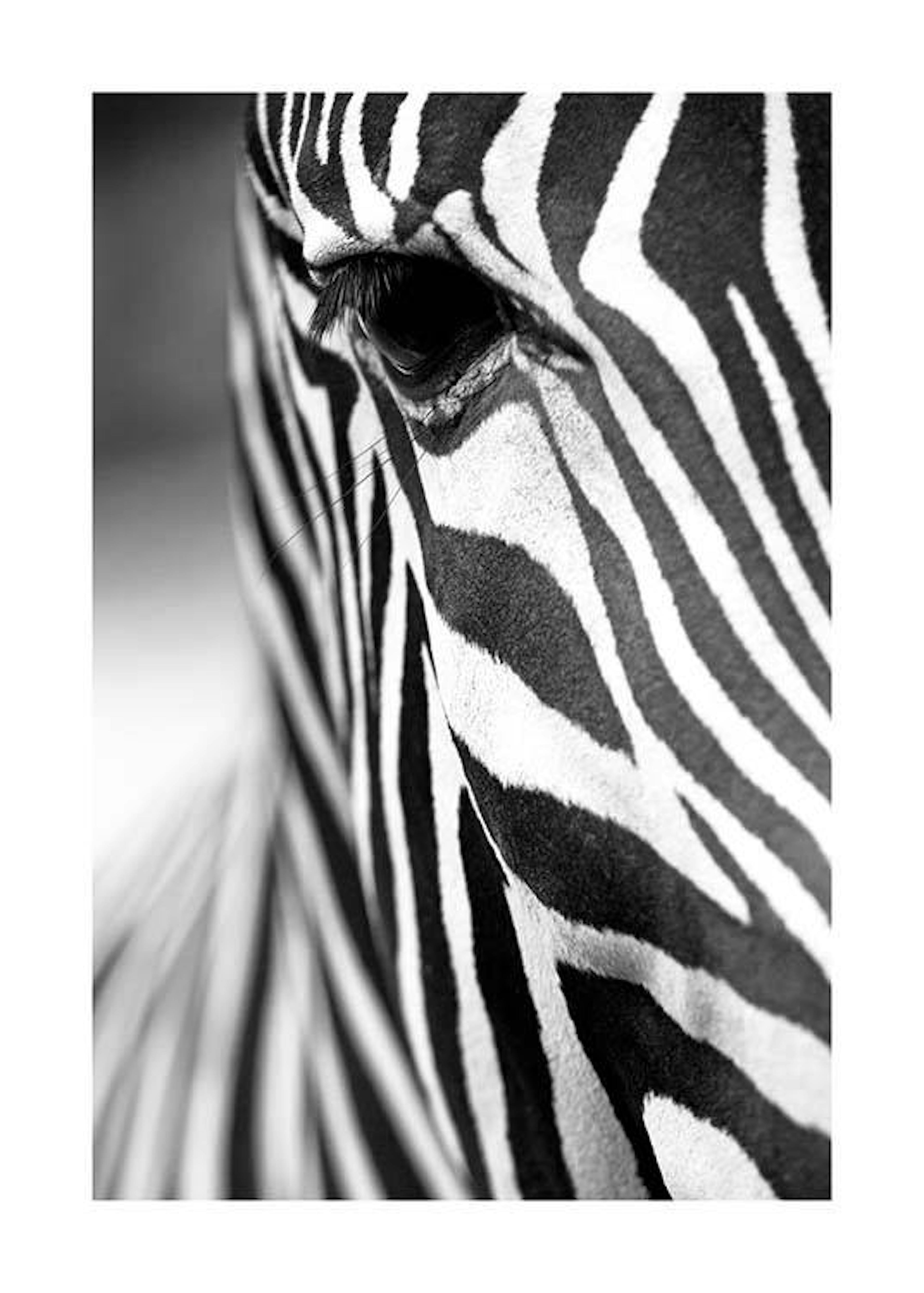 Zebra Close Up Affiche