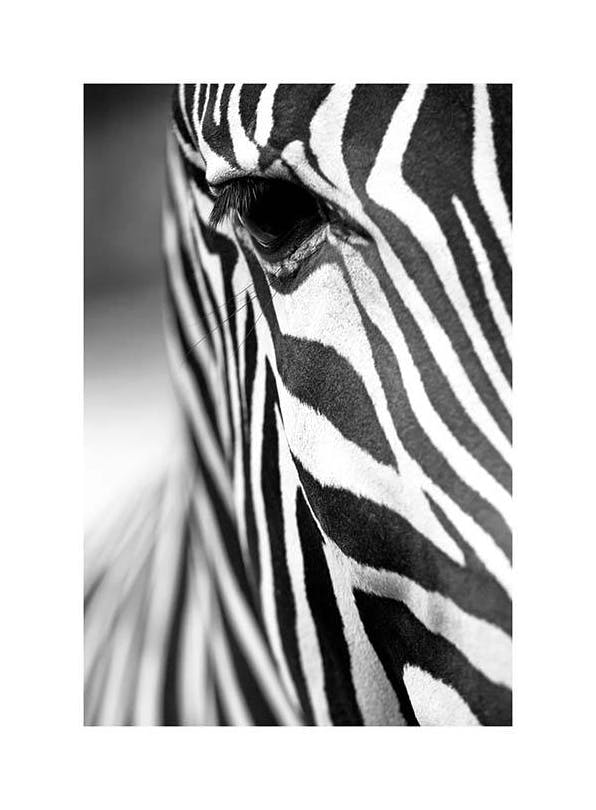 Zebra Close Up Poster (50x70 cm)