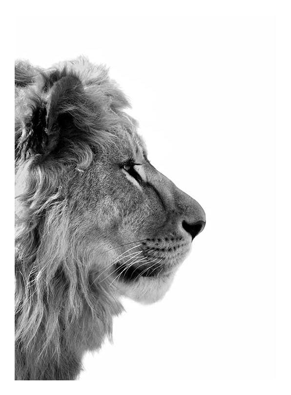 Prints - Lion From Side Print (30x40 cm) - Black & white prints