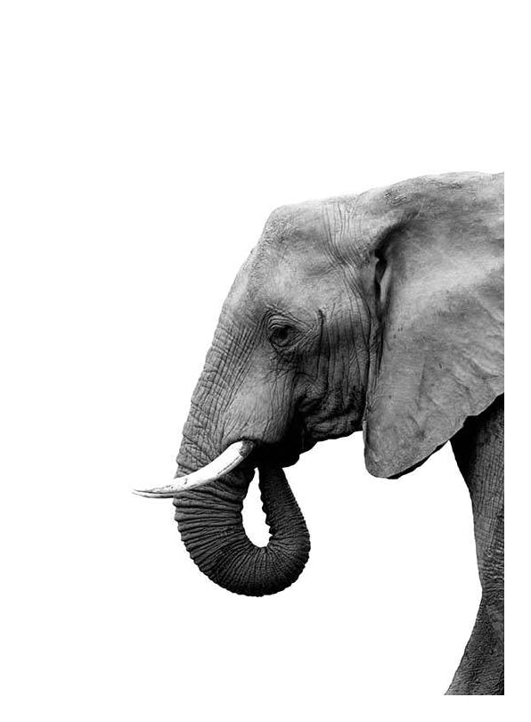 Prints - Elephant From Side Print (21x30 cm) - Black & white prints