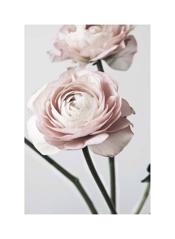 Pink Ranunculus One Poster (50x70 cm)