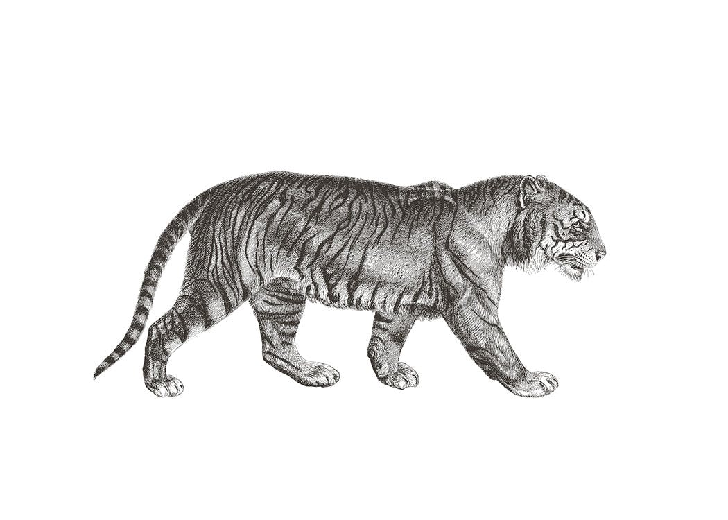 Plakat med tiger og tekstplakat online, innredning stue