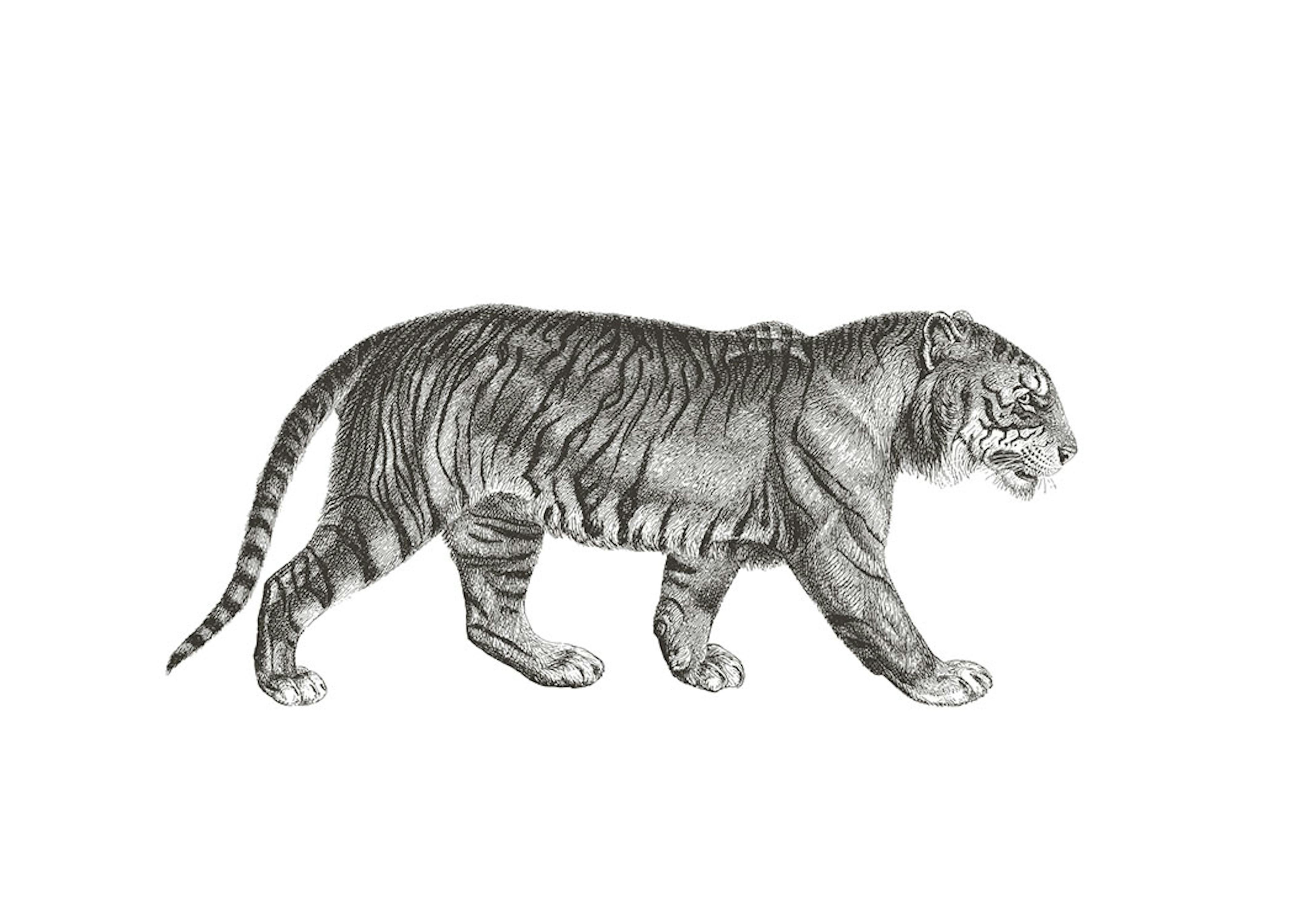 Print with a tiger and typography print online, living room decor