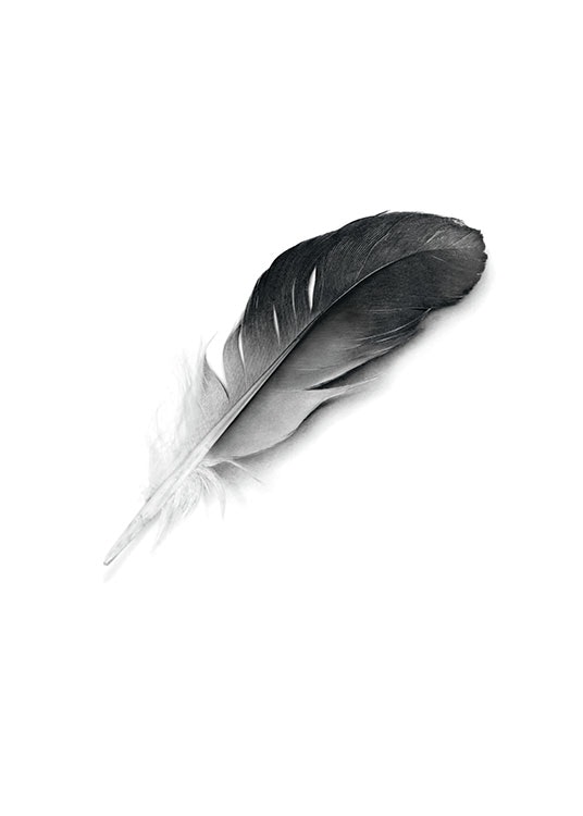 Posters and prints with a feather in black and white, stylish in a picture frame