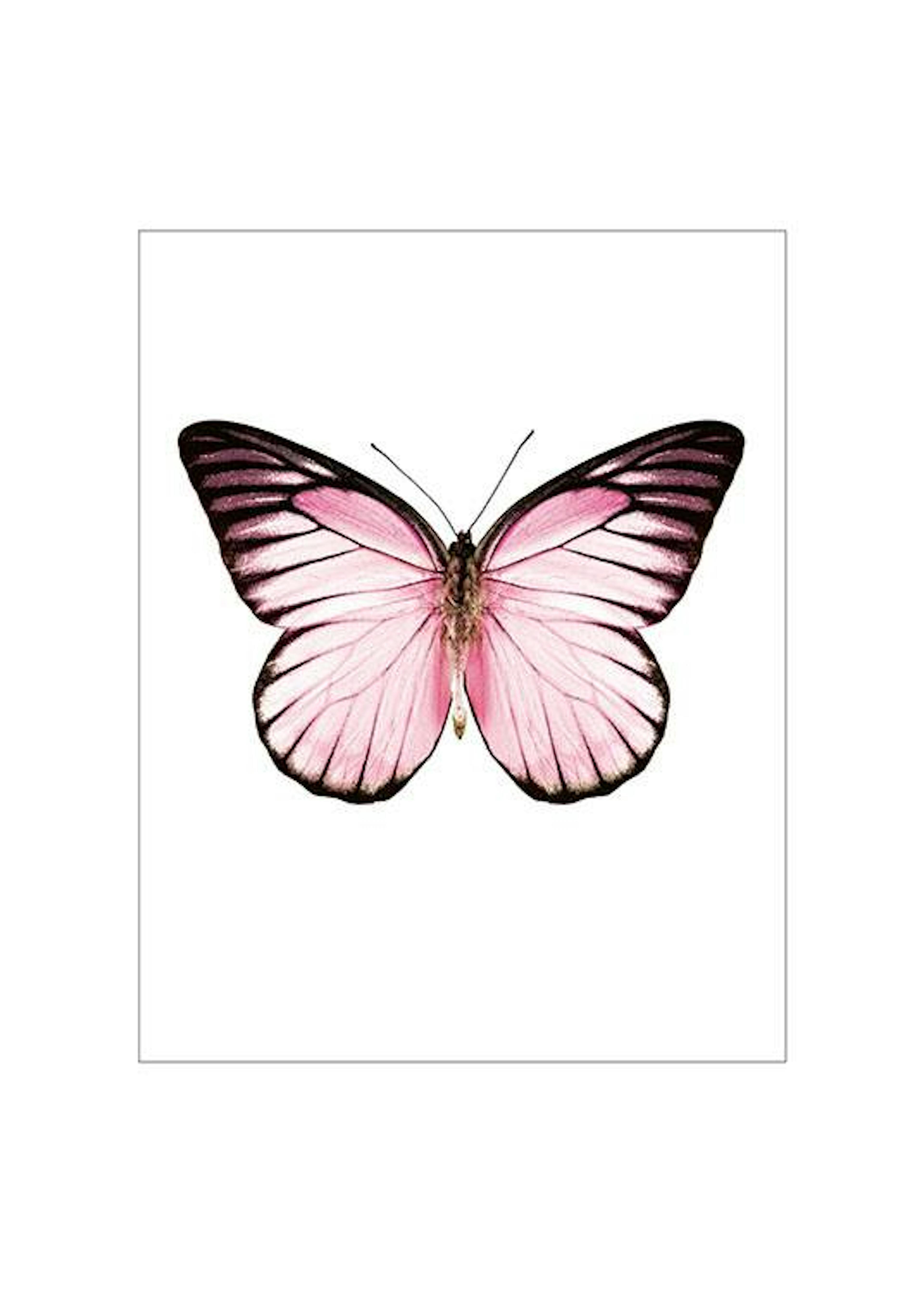 Posters med sommerfugl, stilige plakater med insekt online