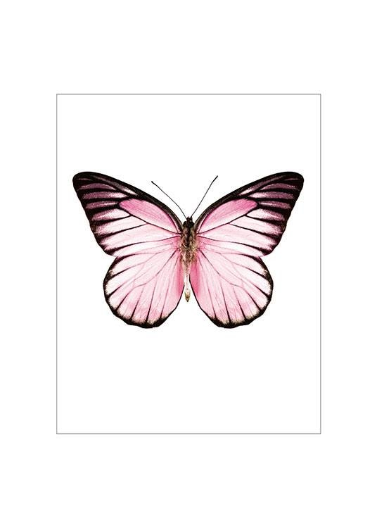 Prints with a butterfly, stylish posters with insects online